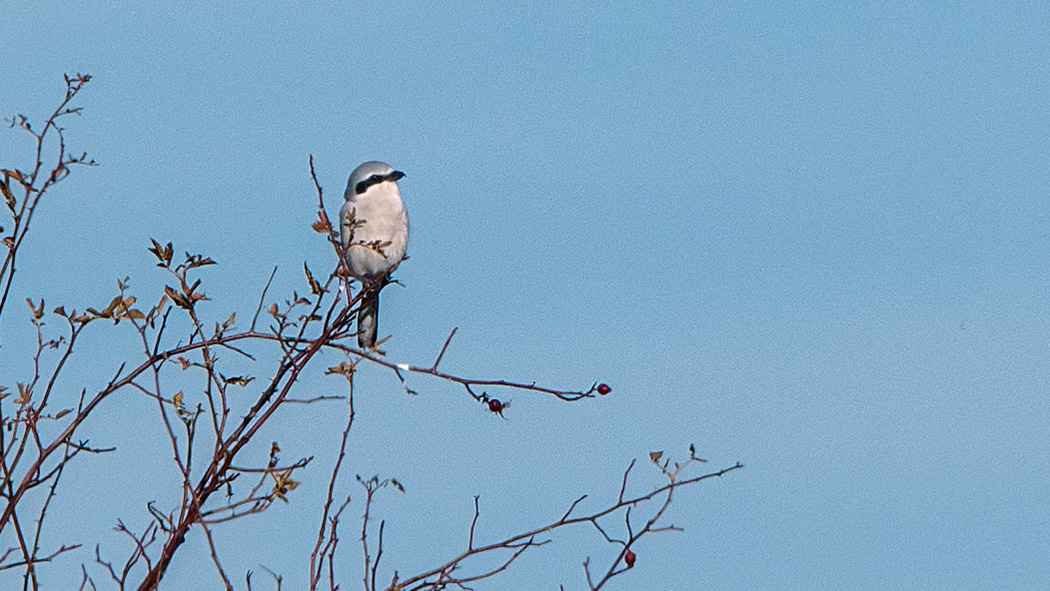 Great Gray Shrike